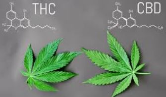 Do CBD have THC